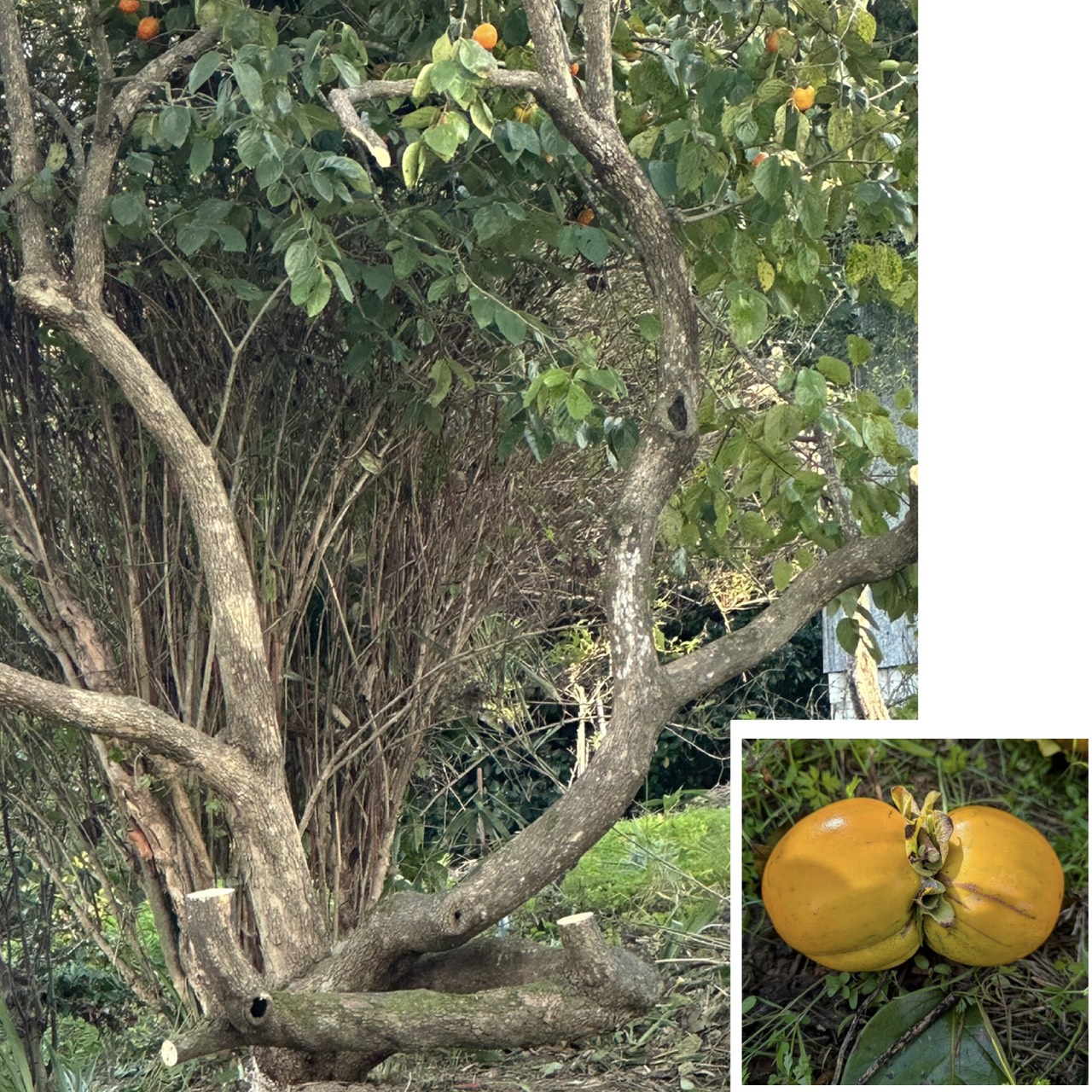 {{brizy_dc_image_alt imageSrc=