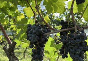 {{brizy_dc_image_alt entityId=