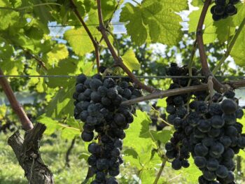 {{brizy_dc_image_alt entityId=