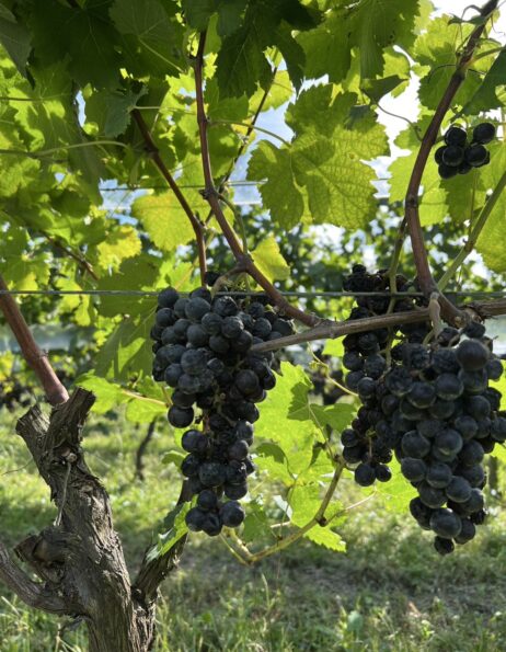 MaFRDdqiAfziNripEfo8IPXRjcPIJRRSuLQulB0TCqasECVft03SORLV2XTjMqqmQxRxdxSvc4dS_3_kLalFr98Pc_84prTeCgTiJbkI7M702VLUtKj7PU7FbB4uWsvqxjd32DvNFM_jZ_FnFQeU0g==