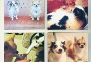 {{brizy_dc_image_alt entityId=