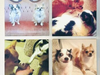 {{brizy_dc_image_alt entityId=